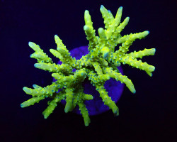 Anacropora Spp. (Green Goblin) Xs