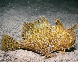 Antennarius Striatus Ml