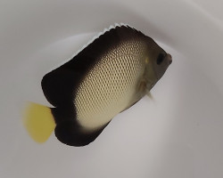 Apolemichthys Xanthotis M