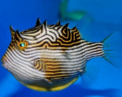 Aracana Ornata (Femmina) (Temperate Water) M