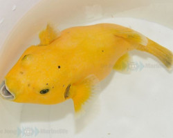 Arothron Citrinellus (Full Yellow) M
