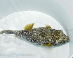 Arothron Meleagris L