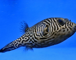 Arothron Multilineatus L