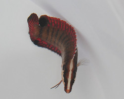 Belonepterygion Fasciolatum M