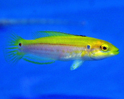 Bodianus Bimaculatus Ml