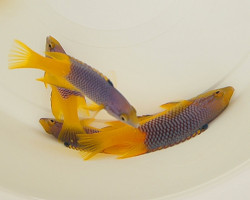 Bodianus Rufus M