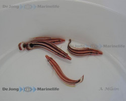 Bodianus Sepiacaudus S