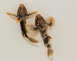 Callogobius Clitellus S