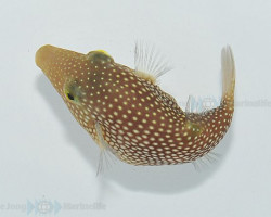 Canthigaster Punctatissima M
