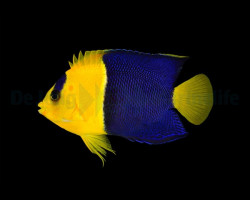 Centropyge Bicolor - Allevato Europa M