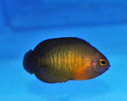 Centropyge Bispinosa - Allevato Europa M