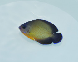 Centropyge Bispinosa (Fiji) M