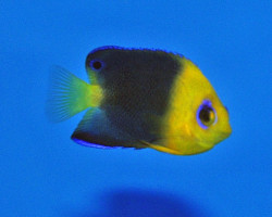 Centropyge Joculator - Allevato Europa S