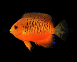 Centropyge Shepardi S