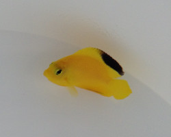 Centropyge Woodheadi Ml