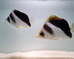 Chaetodon Tinkeri (Hybrid) (Coppia) Ml