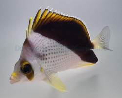 Chaetodon Tinkeri (Hybrid) M