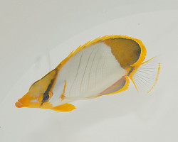 Chaetodon Xanthocephalus Ml