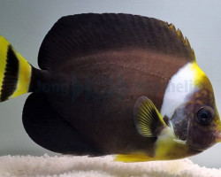 Chaetodontoplus Personifer (Maschio) Xl