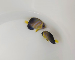 Chaetodontoplus Septentrionalis - Allevato Europa  M