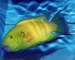 Cheilinus Lunulatus Ml