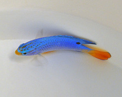 Chrysiptera Cyanea (Orange Tail) - Allevato Europa M