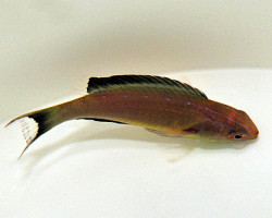 Cirrhilabrus Brunneus (Maschio) Ml