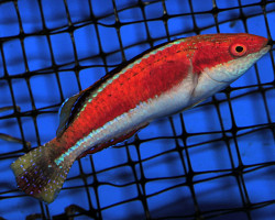 Cirrhilabrus Condei (Maschio) M