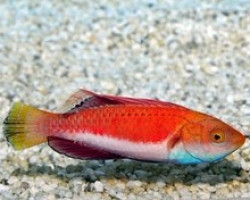 Cirrhilabrus Cyanogularis M