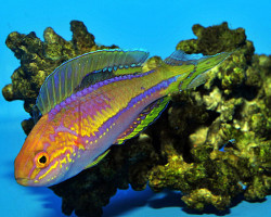 Cirrhilabrus Isosceles (Maschio) Ml