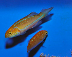 Cirrhilabrus Isosceles (Pair) L