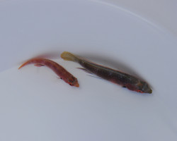 Cirrhilabrus Katherinae (Coppia) Ml