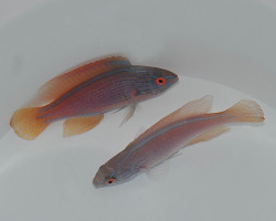 Cirrhilabrus Lineatus Ml