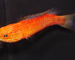 Cirrhilabrus Lunatus (Femmina) S