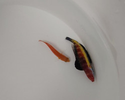 Cirrhilabrus Naokoae (Coppia) Ml