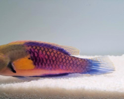 Cirrhilabrus Ryukyuensis M