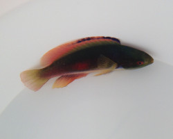 Cirrhilabrus Scottorum M