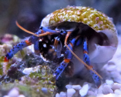 Clibanarius Tricolor (Blue Leg) M