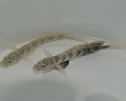 Cryptocentrus Leptocephalus M