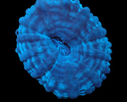 Cynarina Macassarensis Ml