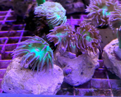 Duncanopsammia Axifuga (3 Polyps Not Fragable)