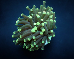 Euphyllia Cristata (Premium) (P/H) Xs