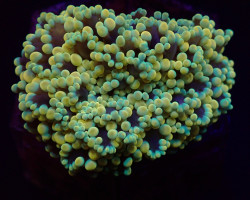 Euphyllia Divisa (Abrolhos Islands) (Ultra) M