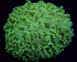 Euphyllia Divisa (Abrolhos Islands) Ml