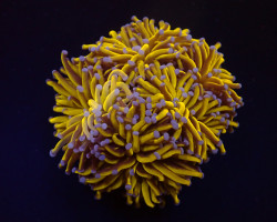Euphyllia Glabrescens (Gold Torch) L