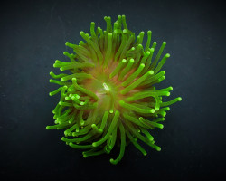 Euphyllia Glabrescens (Green) (Ultra) (P/H) Xs