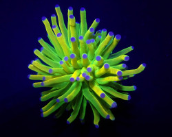 Euphyllia Glabrescens (Holy Grail) (1 Hd.) S