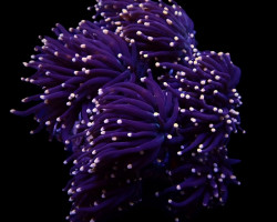 Euphyllia Glabrescens (Orange Tip) Ml