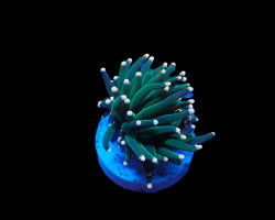 Euphyllia Glabrescens (Premium) (P/H) Xs