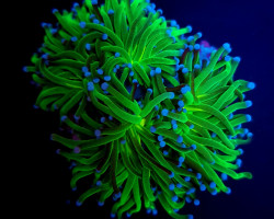 Euphyllia Glabrescens (Reverse Holy Grail) (1 Hd.) S